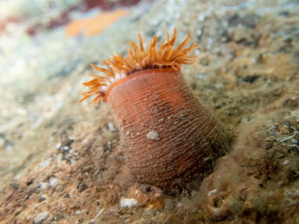 Antozoo da identificare, Genova